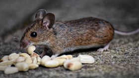 -老鼠-（圖／pixabay）