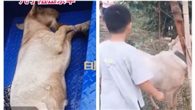 7歲男孩與羊的溫馨互動（圖／翻攝自白鹿視頻）