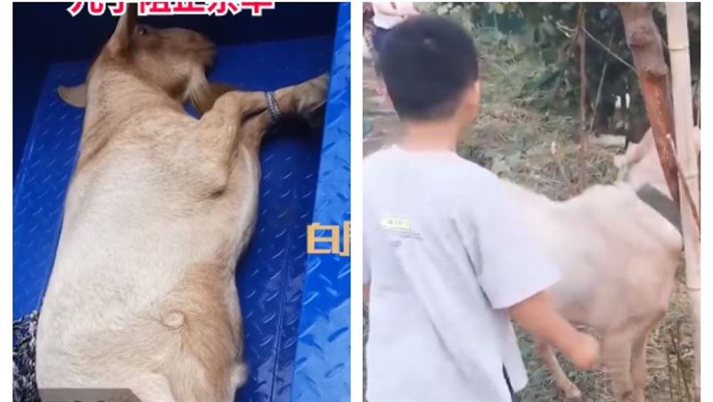 媽買羊「宰來吃」下幕卻感動百萬人