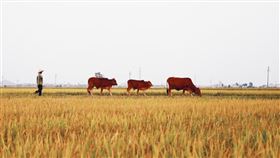 圖為越南農村稻田一景。（圖／翻攝自Unsplash圖庫）
