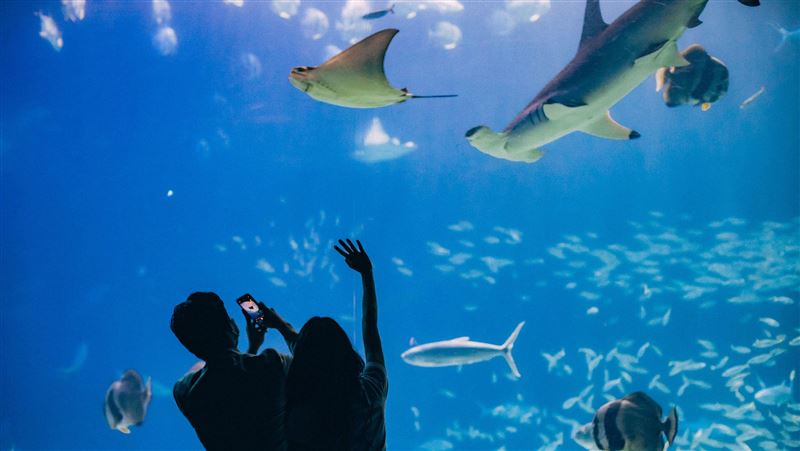 月圓「鵝」團圓！到海生館創造回憶！
