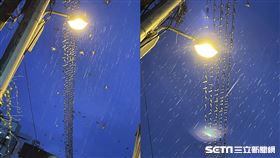 燕子,墾丁,電線杆,聚集,電線桿(讀者提供)