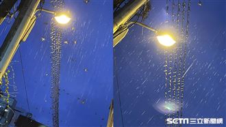 罕見！電線桿五線譜擠滿上千隻燕子