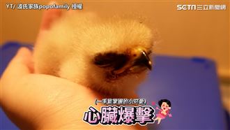 紅尾鵟飼育　2天到72天暴風成長