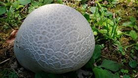 馬勃菌(陽明山國家公園臉書)