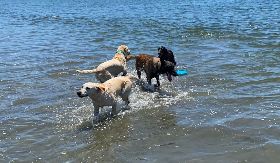 台南退役搜救犬回娘家（1）