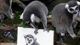 環尾狐猴直盯著自畫像。（圖／翻攝自那須動物王國推特）