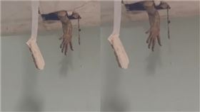 天花板,蜥蜴,怪手,鬼手,破裂,@jeejeerussarinwongsuriya