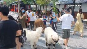 文 農場湧千人1800