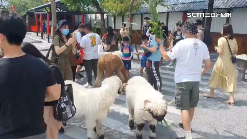 農場遊客1天破3千人　要入園得排隊