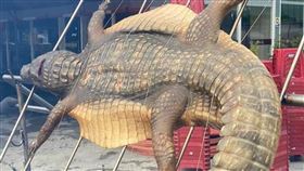 鱷魚,烤肉,料理,烤乳豬,中秋