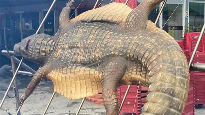 嘉義中秋烤肉驚見「烤全鱷」網嚇壞了