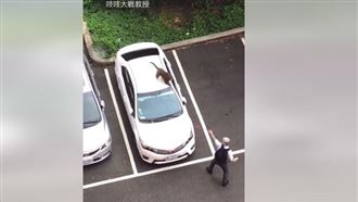 真人呂布？大學教授激戰獼猴萬人搶看