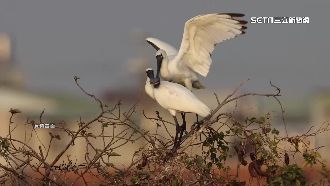 準時報到！首隻黑面琵鷺現蹤台江公園