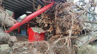 南投50年榕樹倒塌　樹幹裂壓傷2人