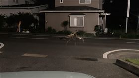 有網友分享一隻「巨型螳螂」。（圖／翻攝自紀由屋 臉書）