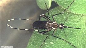 埃及斑蚊雌蚊。（圖／疾管署提供）