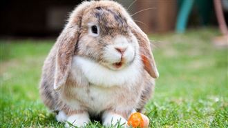 大年初一出生不屬兔　生肖這樣算才對