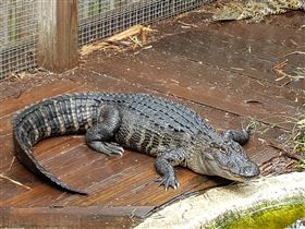 佛羅里達州，鱷魚 (圖／PIXABAY)