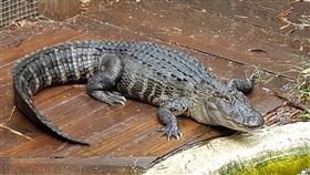 佛羅里達州，鱷魚 (圖／PIXABAY)