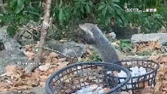 食蟹獴大啖寄居蟹　首紀錄登國際期刊