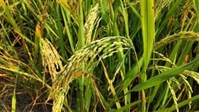 （示意圖／翻攝自pixabay）