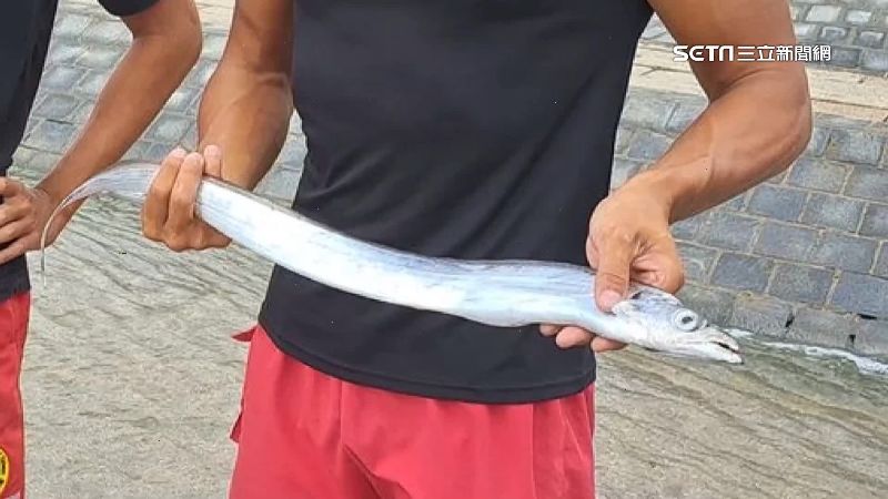 違抓和平島白帶魚宰殺　救生員遭免職
