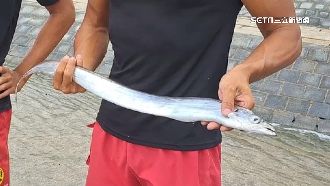 違抓和平島白帶魚宰殺　救生員遭免職