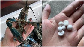 龍蝦也會藏珍珠？他蝦頭挖出「白色石頭」怕爆　內行揭真相