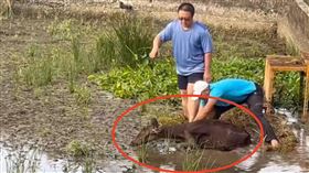 母鹿卡泥濘⋯公鹿深情守護！山友救援