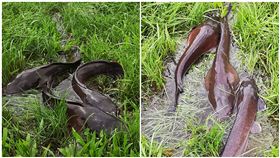 水位退了！他河堤散步驚見「生猛食材」網嗨：藥燉超讚 翻攝自我是永和人