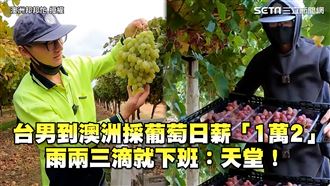 台男澳洲採葡萄　一日爽賺「1萬2」