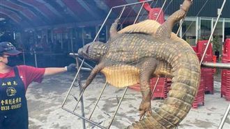 大鱷魚帶皮上架烤　業者親曝口感價碼