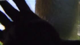 東管處,獼猴,即時影像（圖／翻攝自Wei Ling Lin臉書）