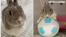 兔子，記者劉沛妘攝影
