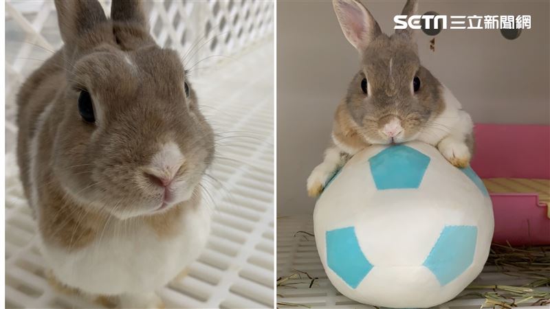 兔子主食非紅蘿蔔！打破寵物10迷思