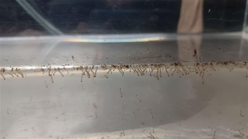 獨／登革熱監測　孳生源8月中起飆高