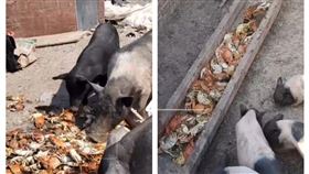 天津豬吃螃蟹當飼料（圖／翻攝自沸點視頻）