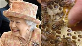 女王逝世要通知蜜蜂！皇家養蜂人揭習俗「違反恐釀災厄」（圖／翻攝自The Royal Family臉書、資料照）