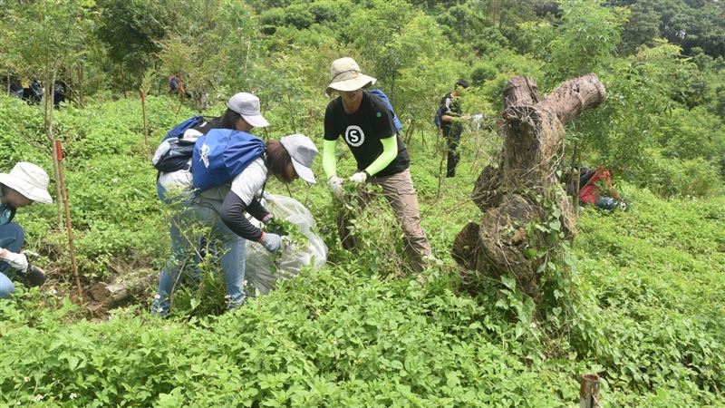 來領現金！「綠癌」小花蔓澤蘭長這樣
