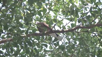 崩潰！外來種八哥警局外「開嗓狂叫」