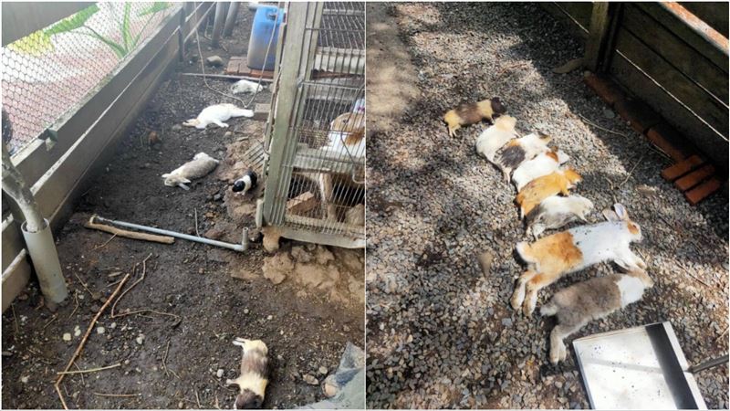 流浪狗闖屋屠殺！「8隻小動物」慘死