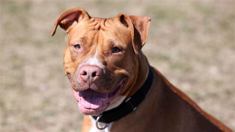 比特犬護主大戰豪豬　百根刺插身穿心