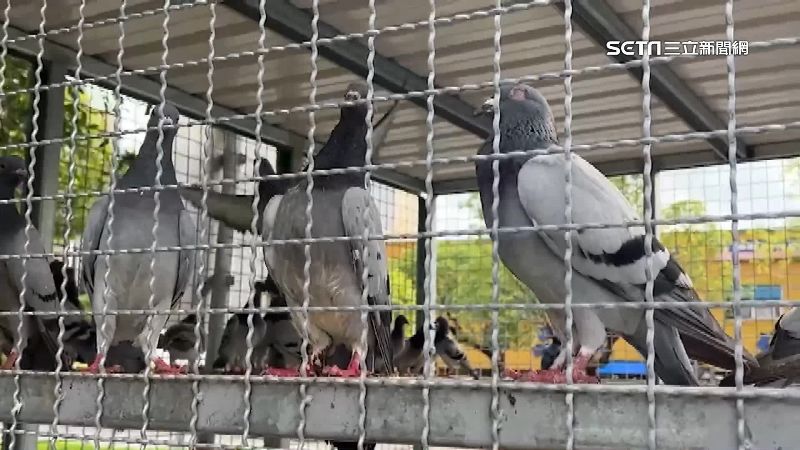 野鴿群聚排泄　宜縣府架誘捕鐵籠遭批