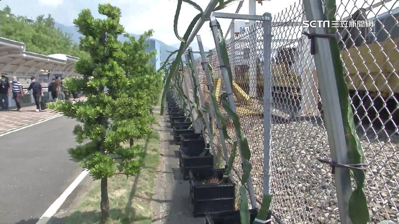 北捷機廠變農場　議員：員工竟需採收