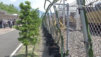 北捷機廠變農場　議員：員工竟需採收