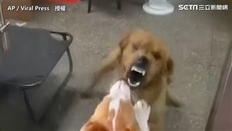 出來單挑啊！只敢隔著玻璃叫囂的狗狗