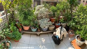 防疫人員於高雄市前鎮區執行孳生源查核，協助民眾檢視陽台植栽清除盆底積水，避免病媒蚊孳生，如孑孓或蚊卵。（圖／疾病管制署提供）