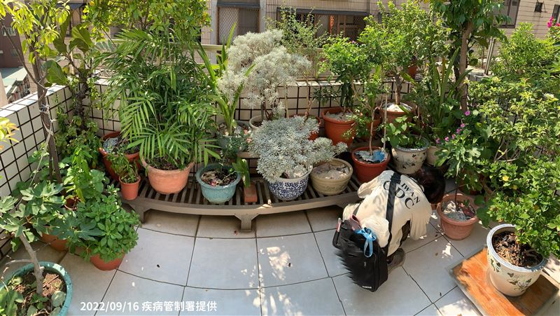 登革熱＋1！左營40歲男4症住院中