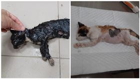 黏鼠板抓到「貓」　獸醫巧用2物救援(新北市動保處)